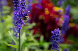 On a Saturday afternoon, I went to the beautiful Montreal Botanical Garden, the place was a riot of color. Reminding me of kids in a candy store, bumblebees bounced from flower to flower. Like many of us, they seemed to suffer from too many choices.
