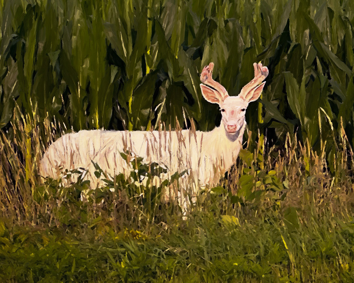 Wisconsin White Stag by Tom Damoth © 2025 